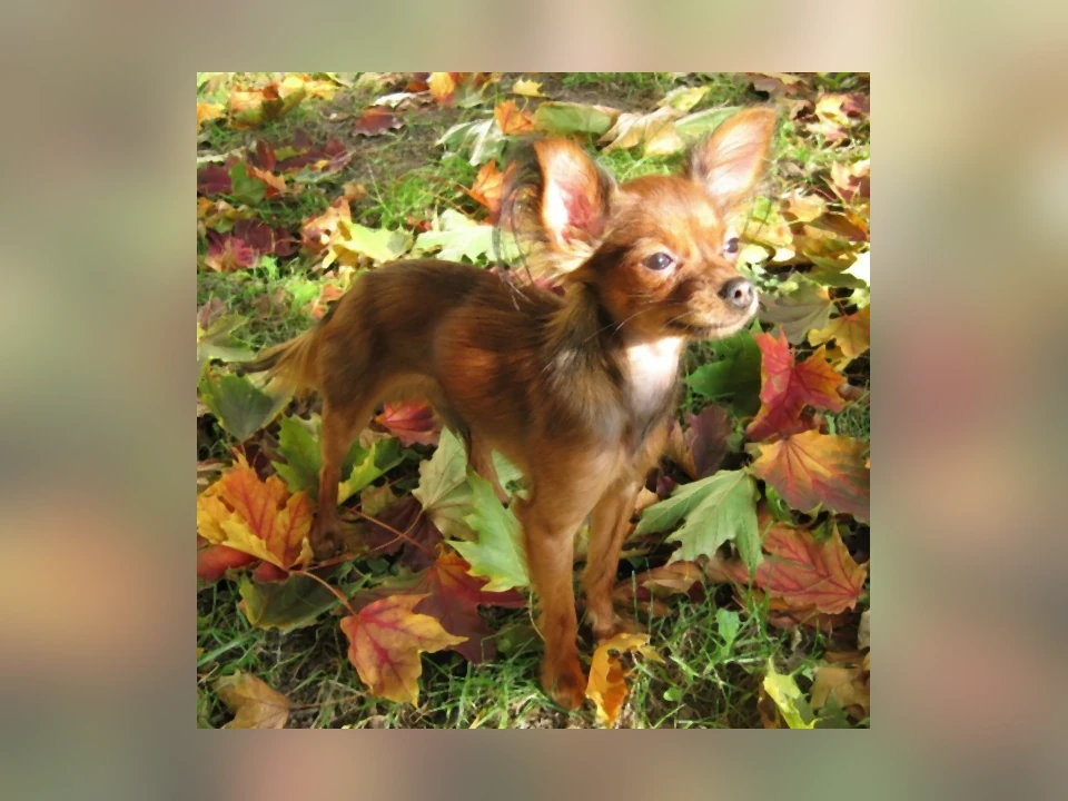 Russian Toy dog in a natural setting