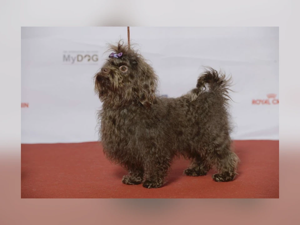 Russian Tsvetnaya Bolonka dog in a natural setting