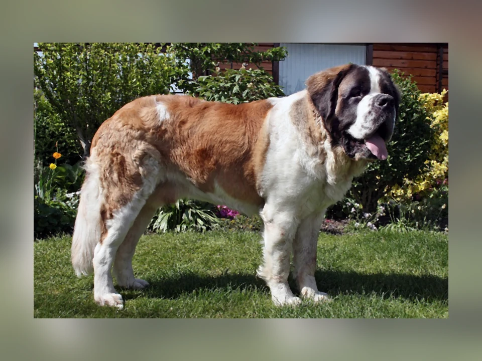 Saint Bernard dog in a natural setting