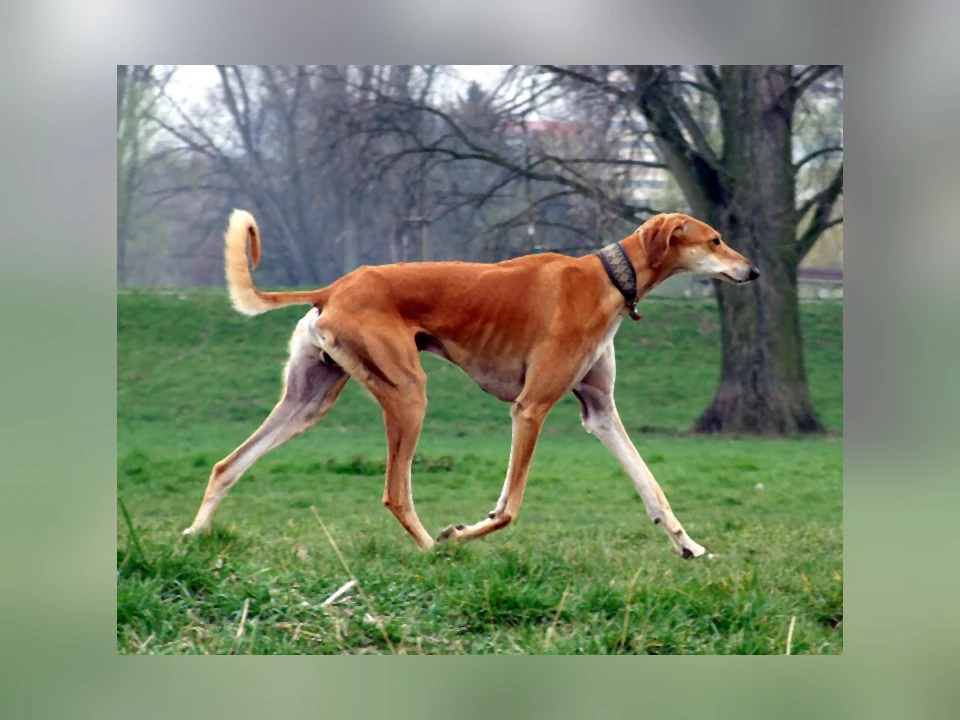 Saluki dog in a natural setting