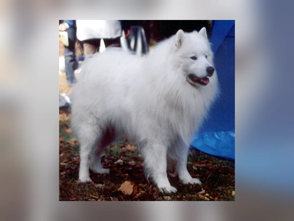 Samoyed dog in a natural setting