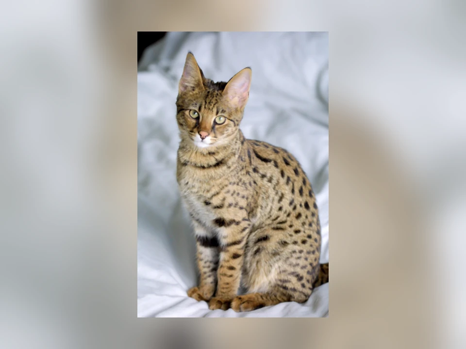 Savannah cat in a natural setting