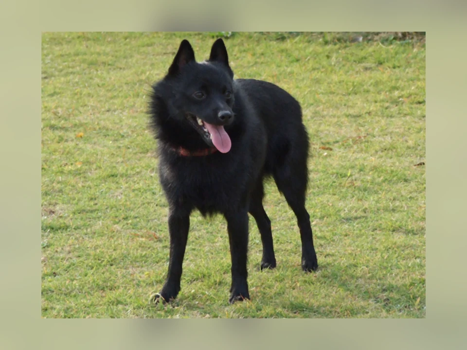 Schipperke dog in a natural setting