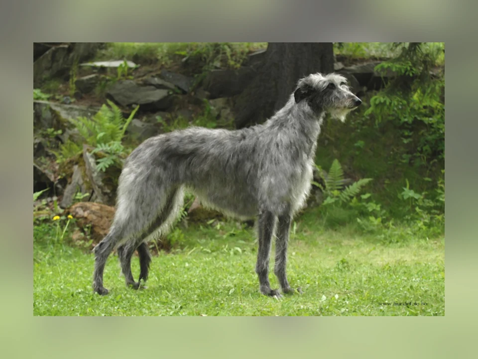 Scottish Deerhound dog in a natural setting