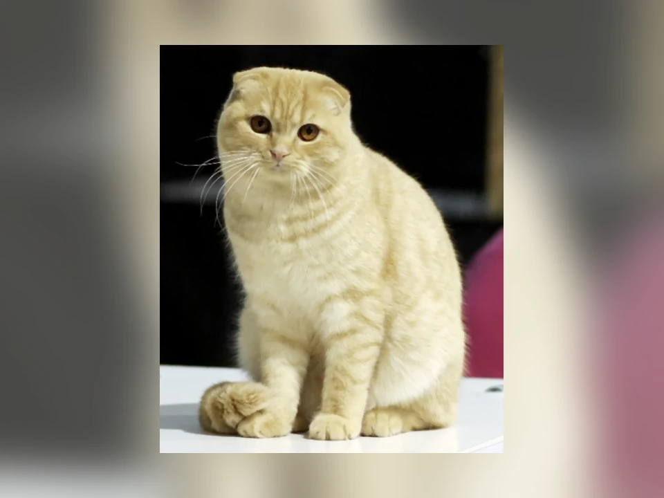 Scottish Fold cat in a natural setting