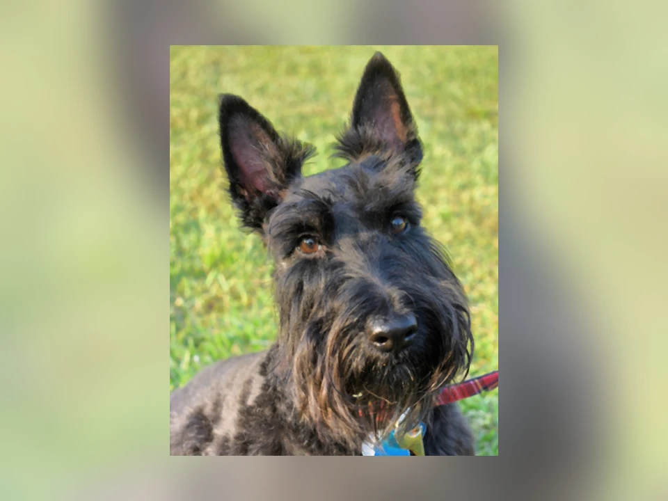 Scottish Terrier dog in a natural setting