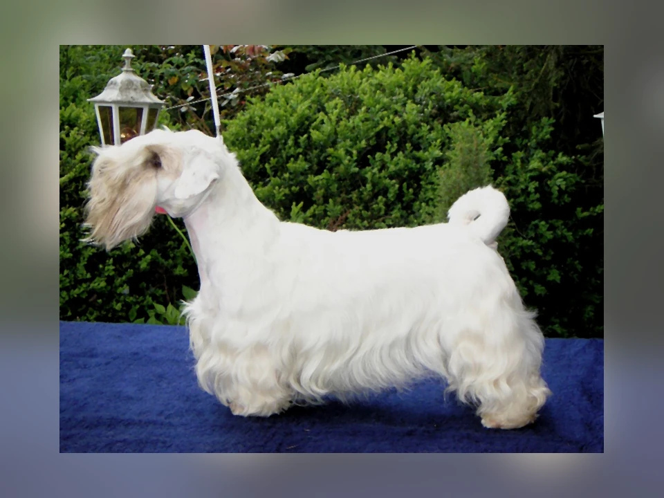 Sealyham Terrier dog in a natural setting