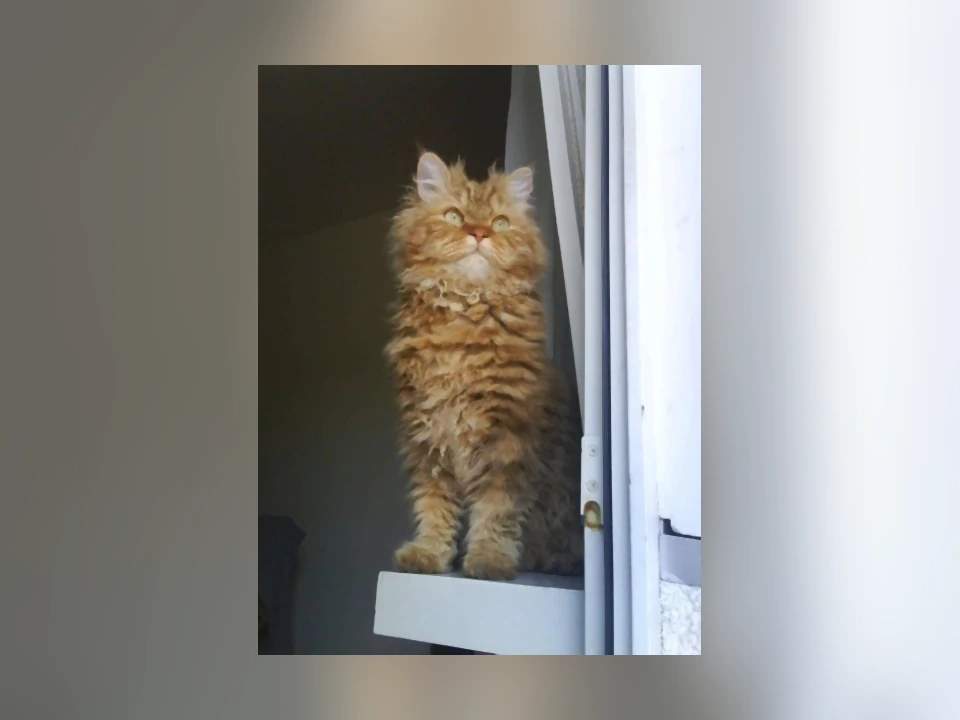 Selkirk Rex cat in a natural setting