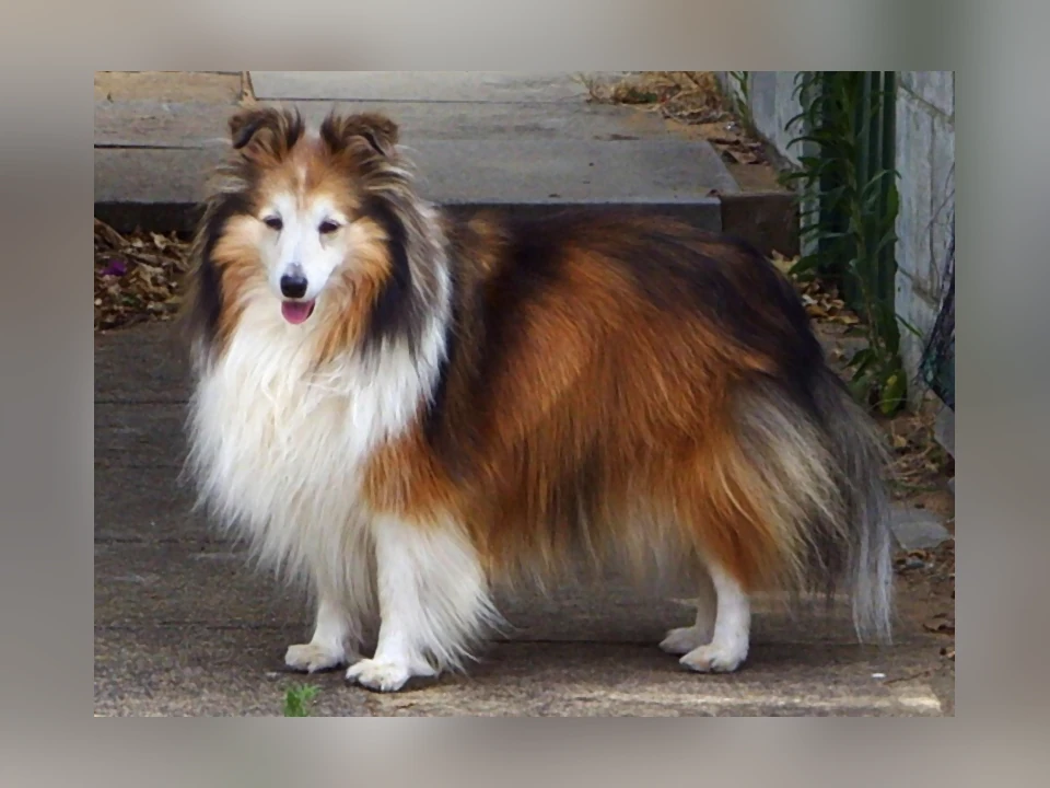 Shetland Sheepdog dog in a natural setting
