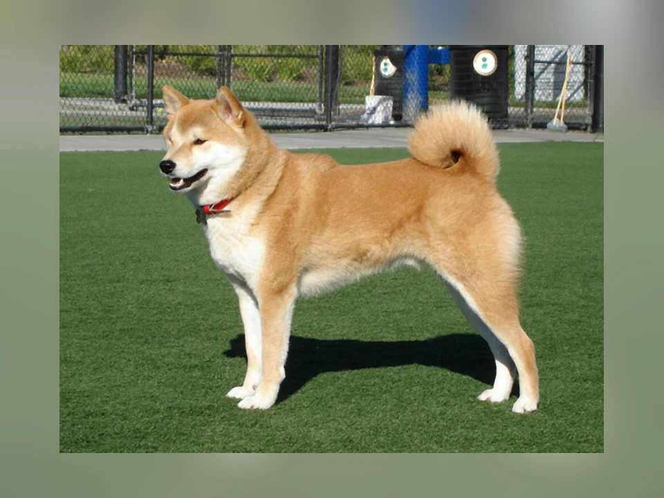 Shiba Inu dog in a natural setting