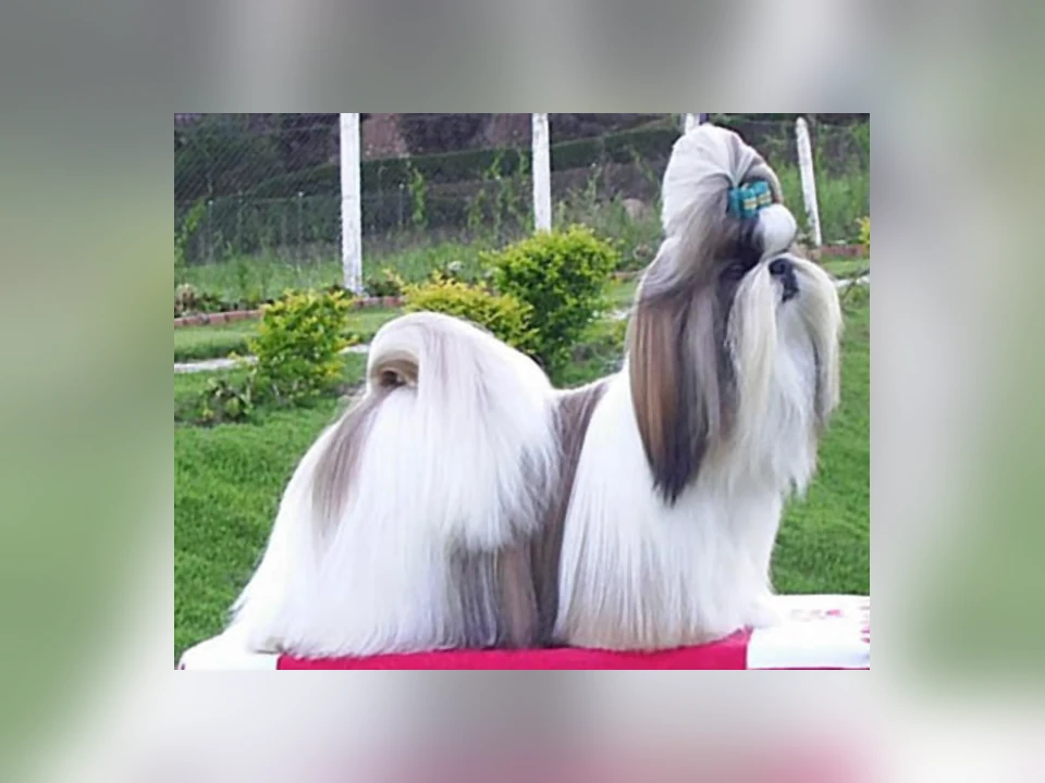 Shih Tzu dog in a natural setting