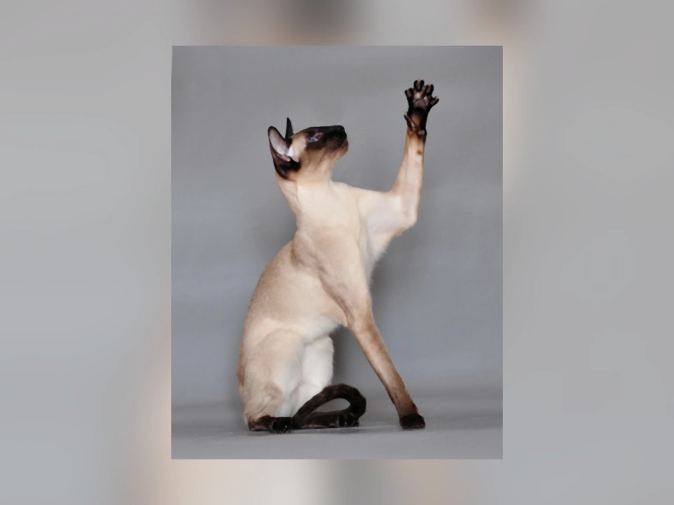 Siamese cat in a natural setting