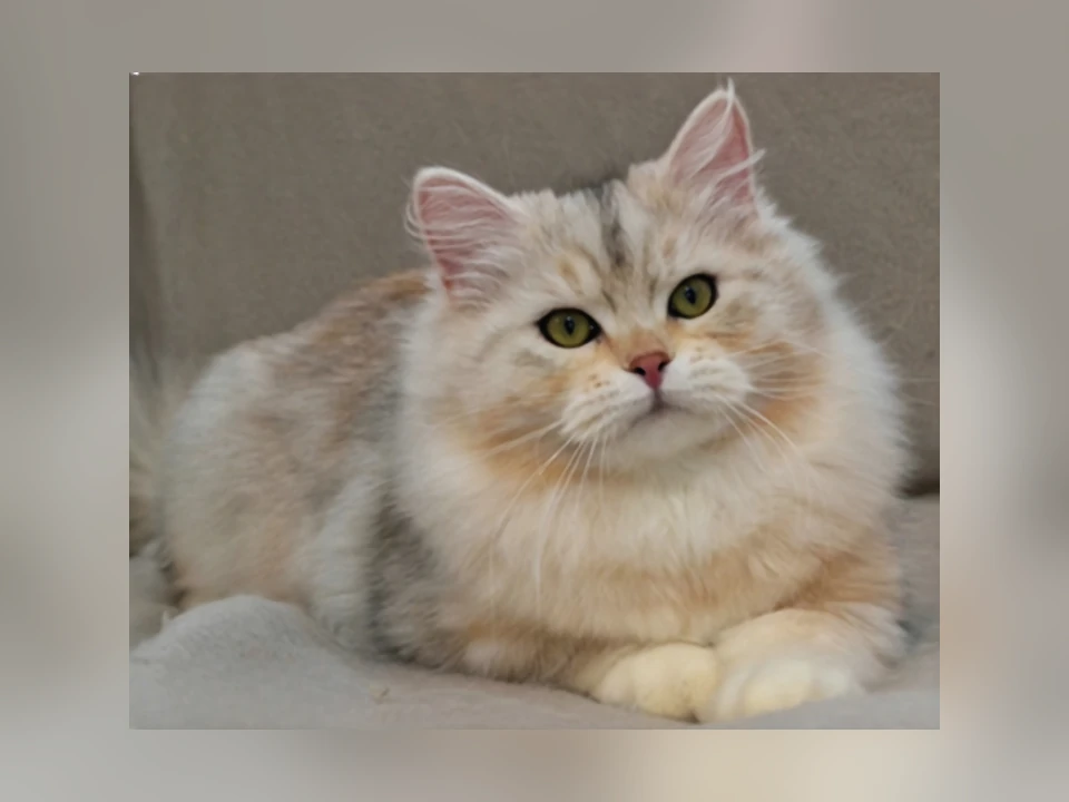 Siberian cat in a natural setting