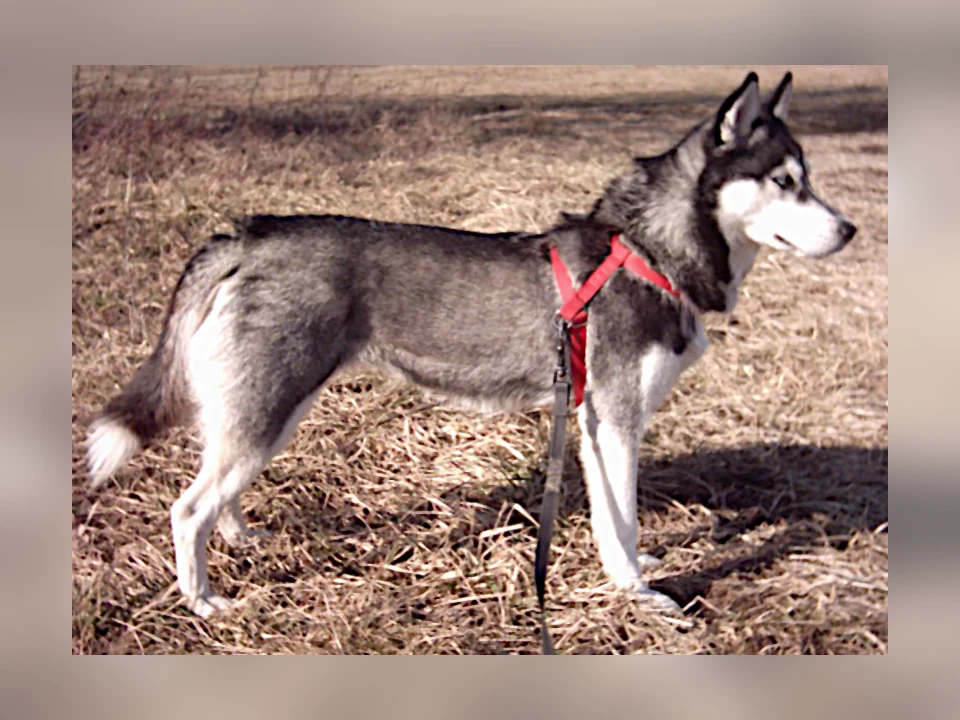 Siberian Husky dog in a natural setting