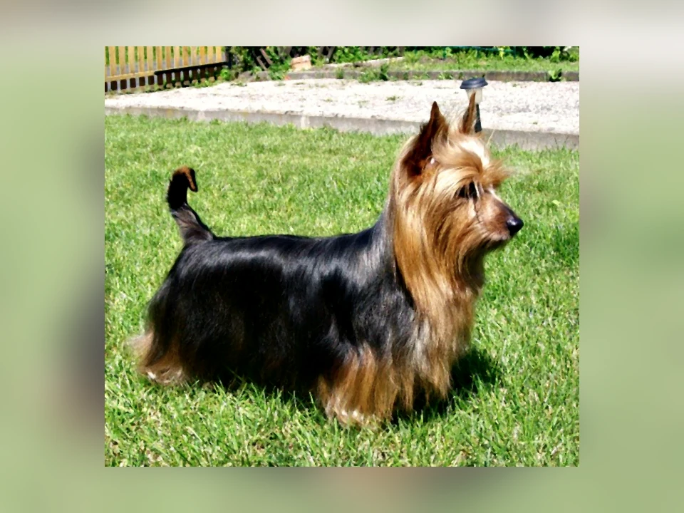 Silky Terrier dog in a natural setting