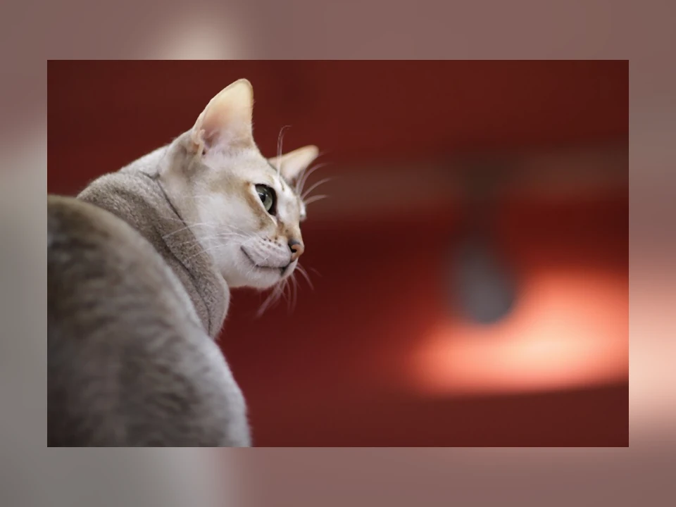Singapura cat in a natural setting