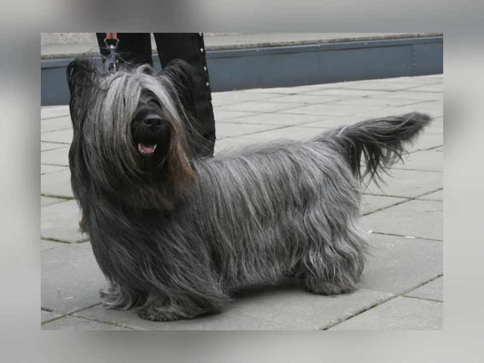 Skye Terrier dog in a natural setting