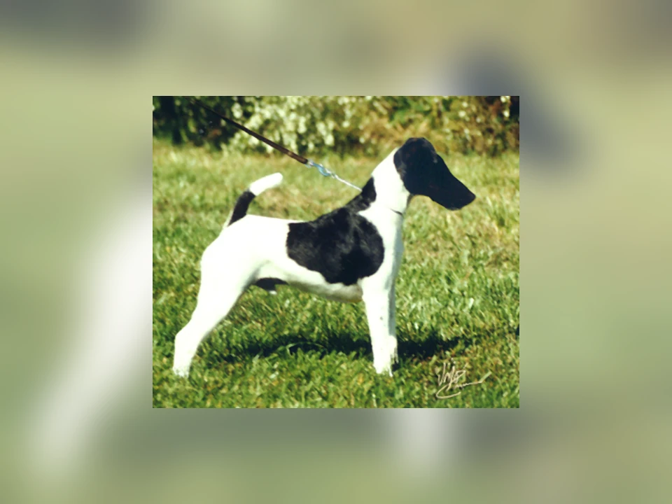 Smooth Fox Terrier dog in a natural setting