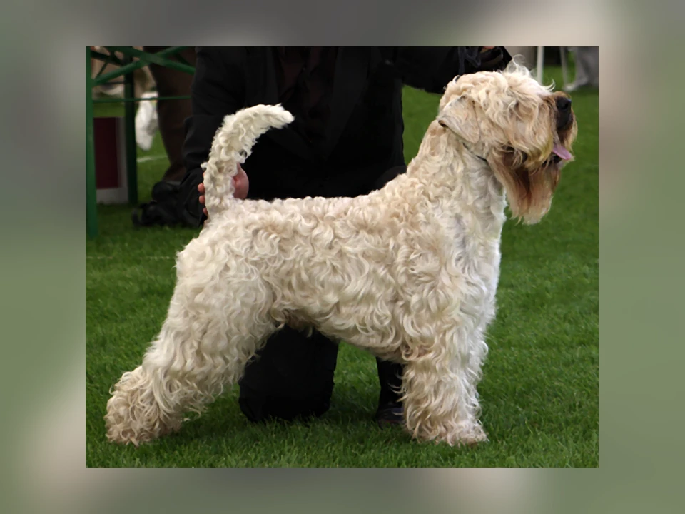 Soft Coated Wheaten Terrier dog in a natural setting