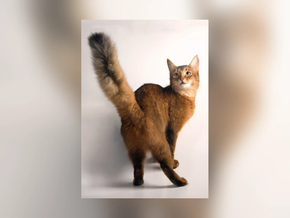 Somali cat in a natural setting