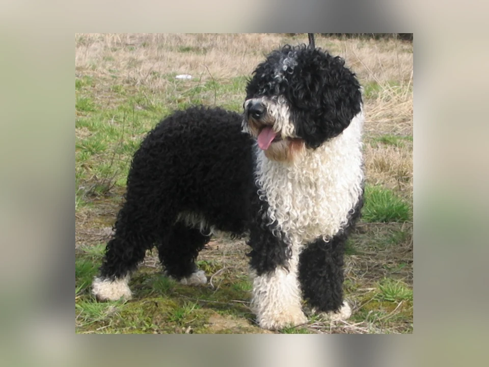 Spanish Water Dog in a natural setting