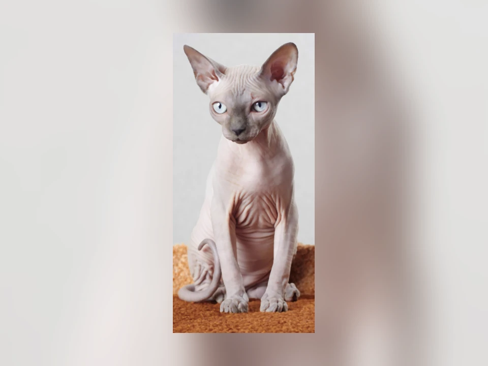 Sphynx cat in a natural setting