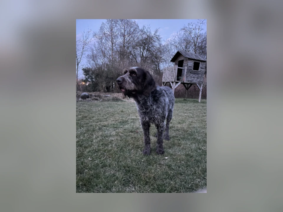 Spinone Italiano dog in a natural setting