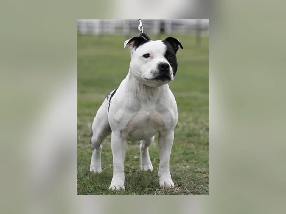 Staffordshire Bull Terrier dog in a natural setting