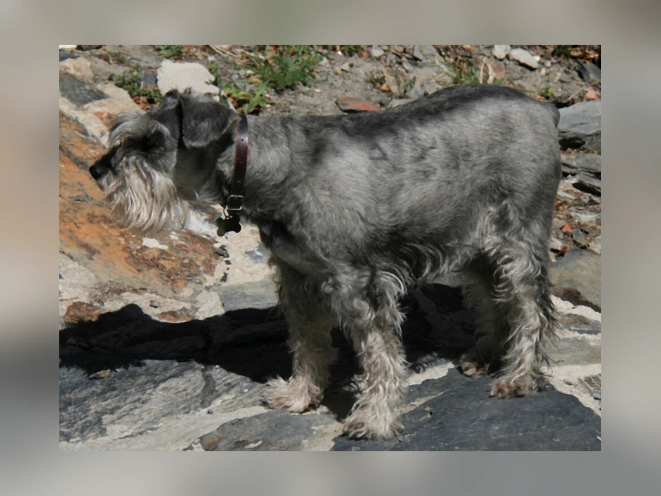 Standard Schnauzer dog in a natural setting