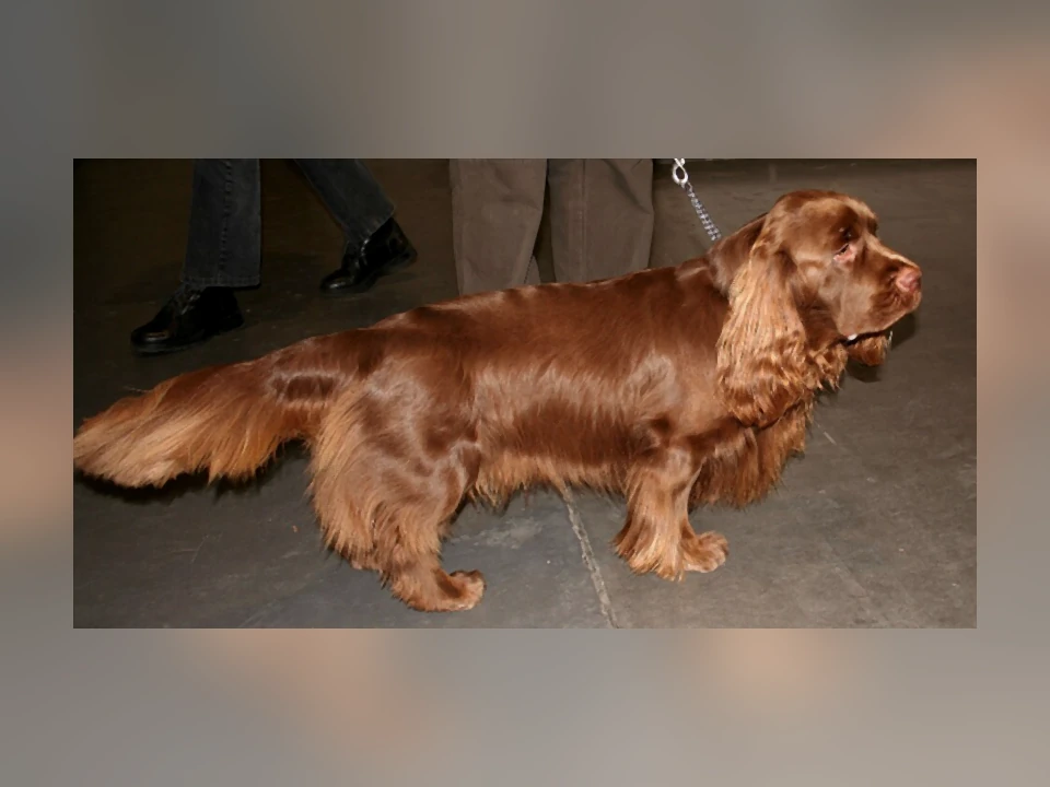 Sussex Spaniel dog in a natural setting