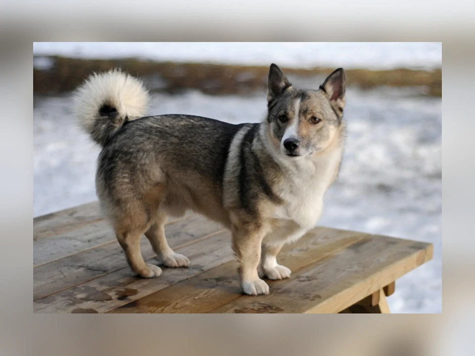 Swedish Vallhund dog in a natural setting