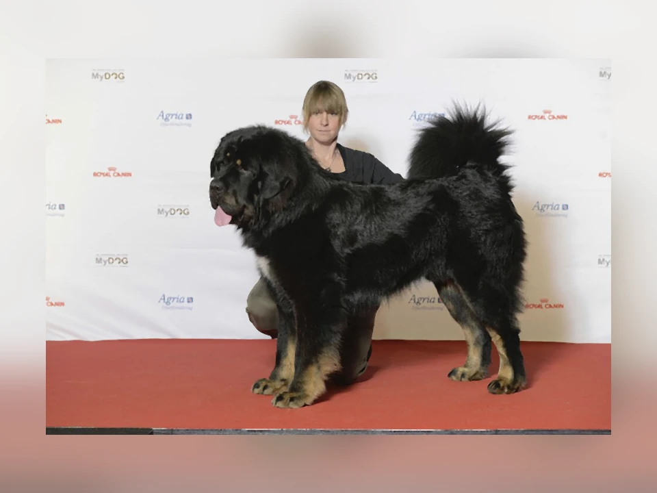 Tibetan Mastiff dog in a natural setting