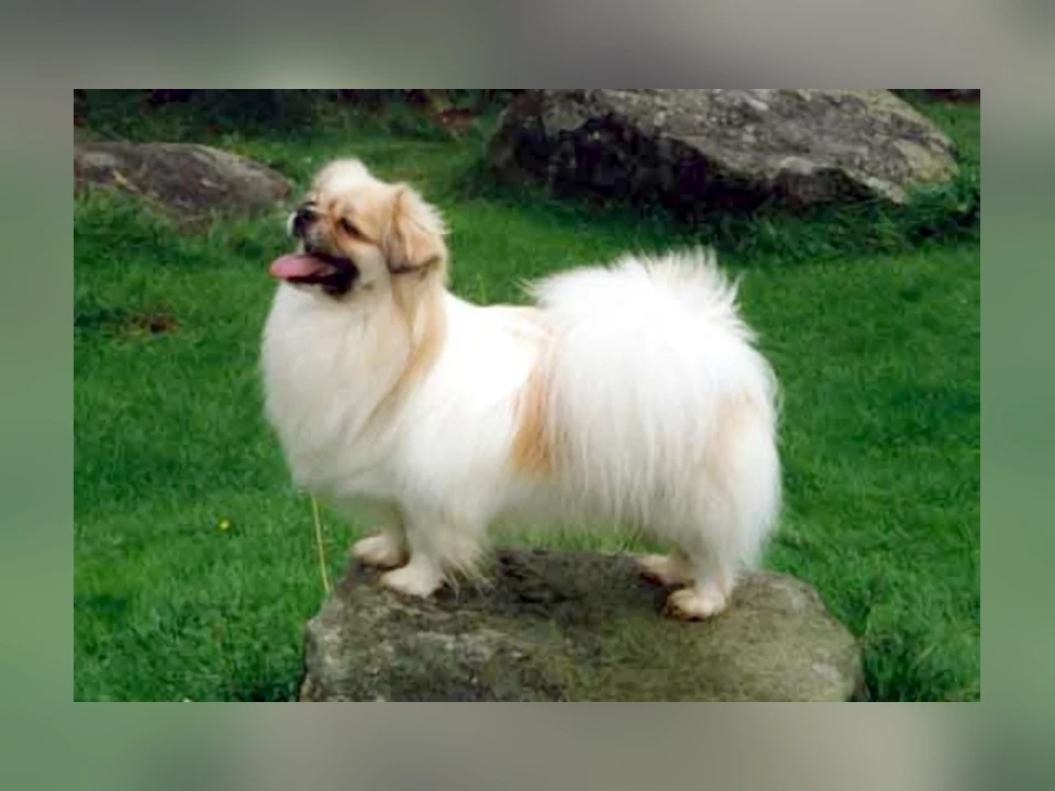 Tibetan Spaniel dog in a natural setting