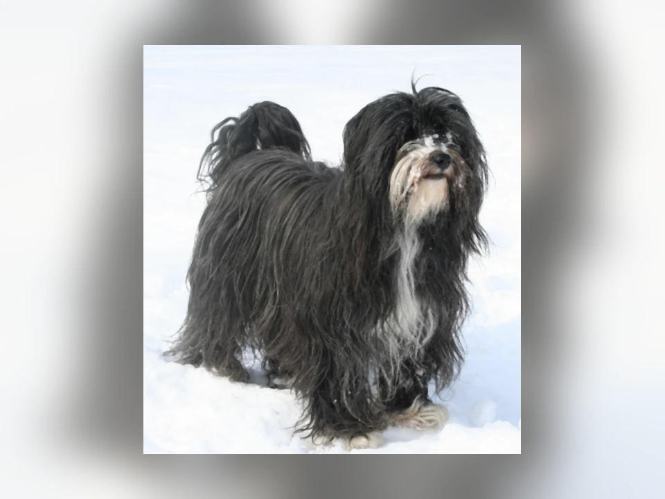 Tibetan Terrier dog in a natural setting
