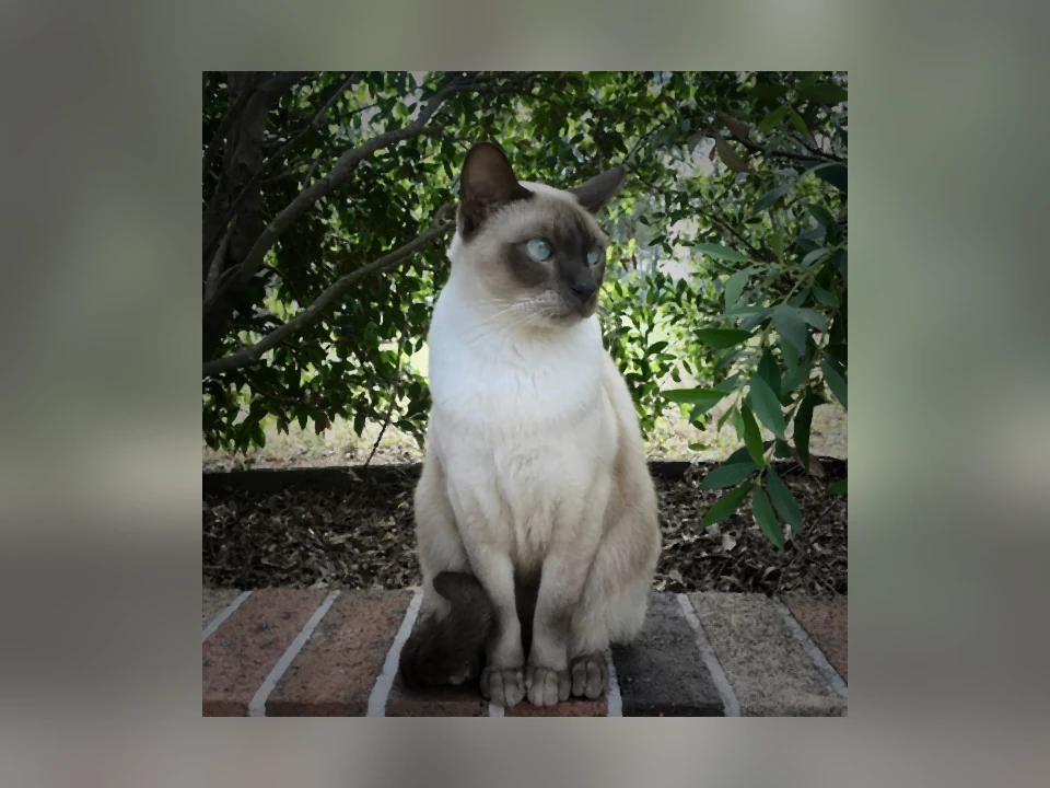Tonkinese cat in a natural setting