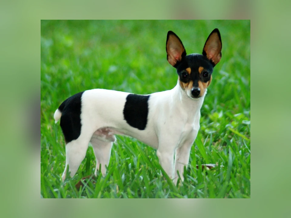 Toy Fox Terrier dog in a natural setting