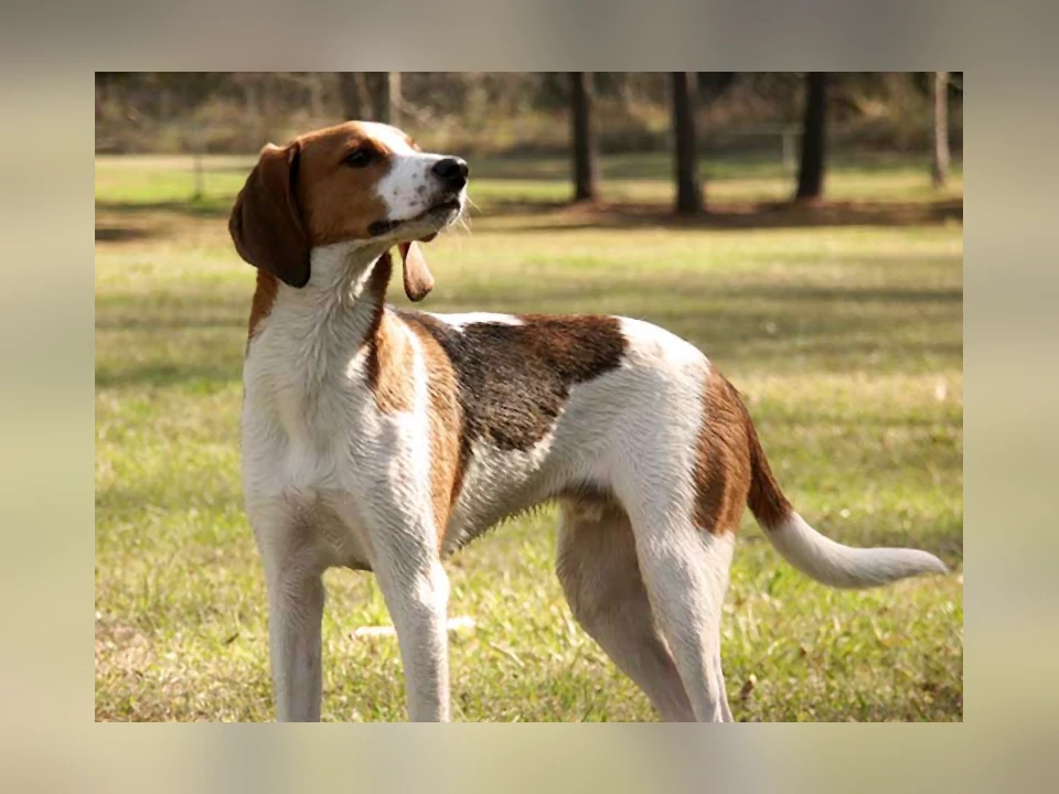 Treeing Walker Coonhound dog in a natural setting