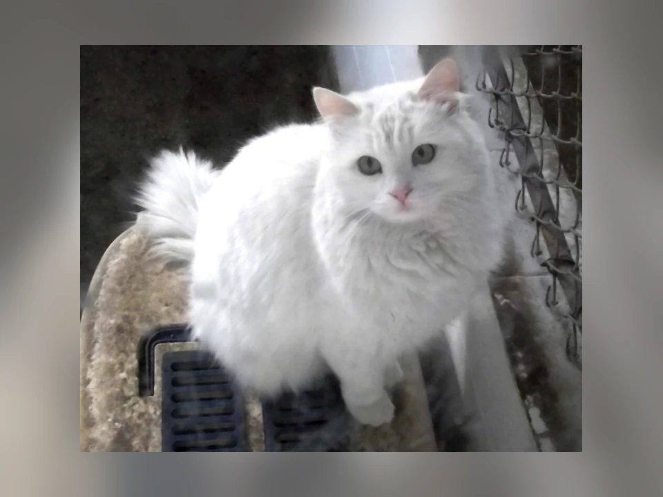 Turkish Angora cat in a natural setting