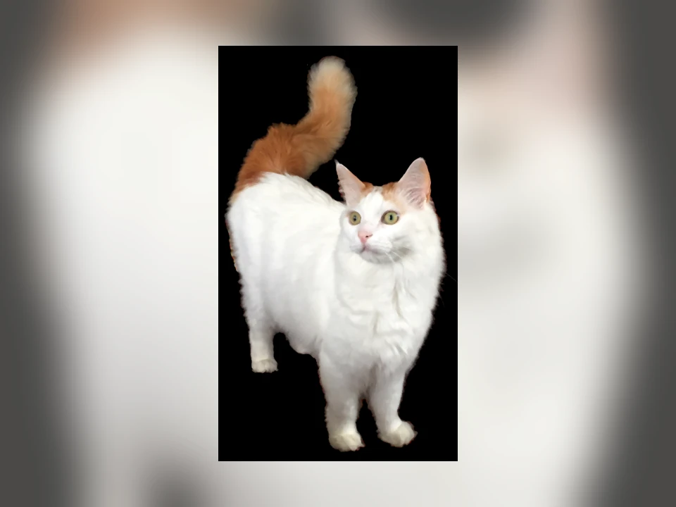 Turkish Van cat in a natural setting