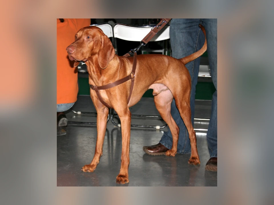 Vizsla dog in a natural setting