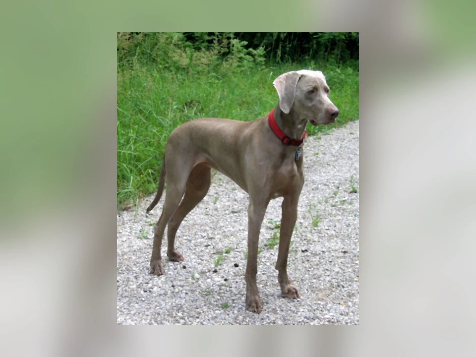 Weimaraner dog in a natural setting