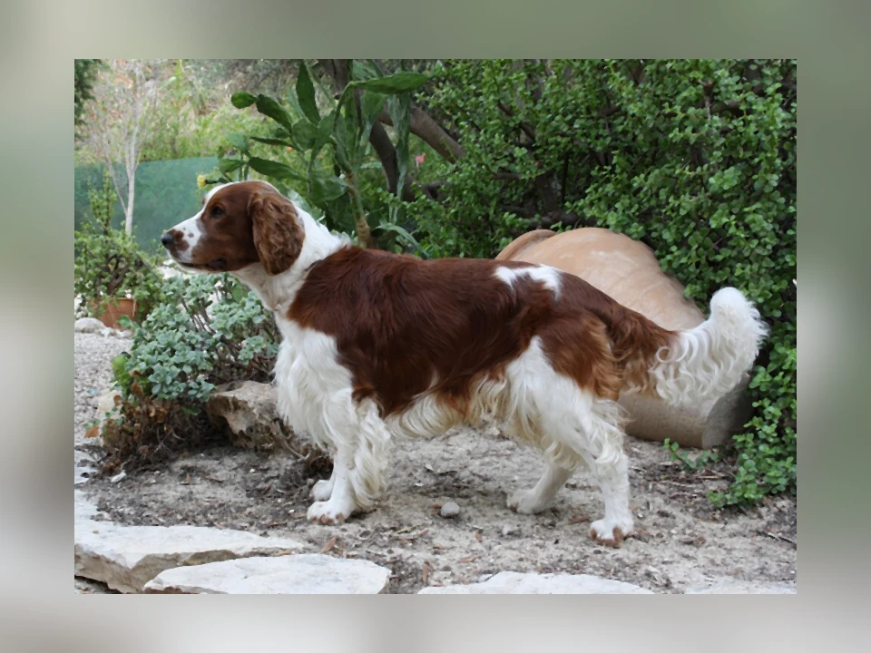 Welsh Springer Spaniel dog in a natural setting