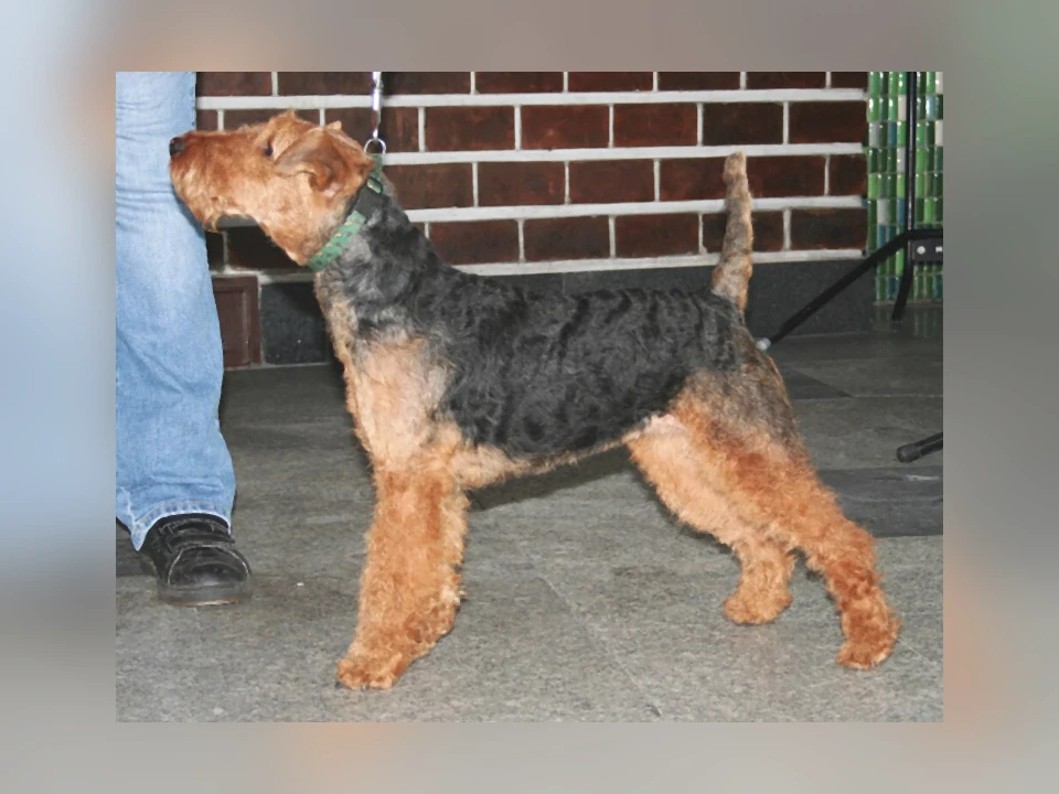 Welsh Terrier dog in a natural setting