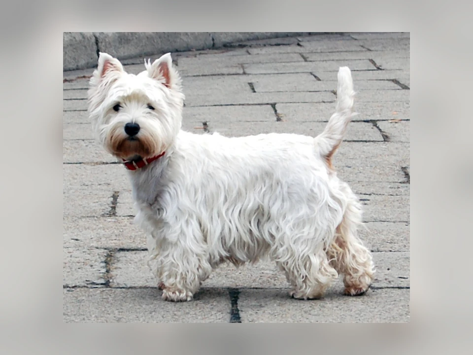 West Highland White Terrier dog in a natural setting