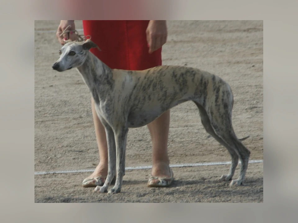 Whippet dog in a natural setting