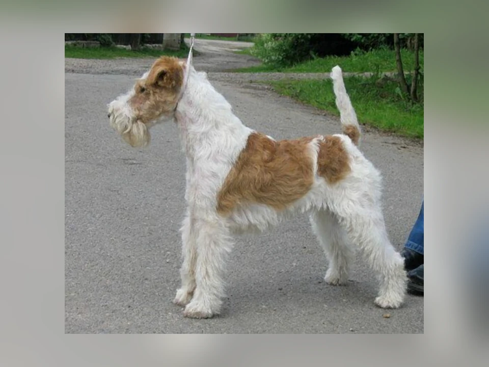 Wire Fox Terrier dog in a natural setting