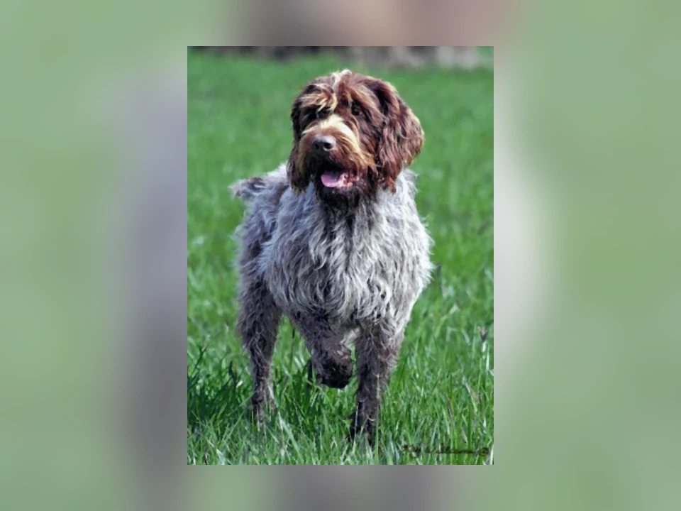 Wirehaired Pointing Griffon dog in a natural setting