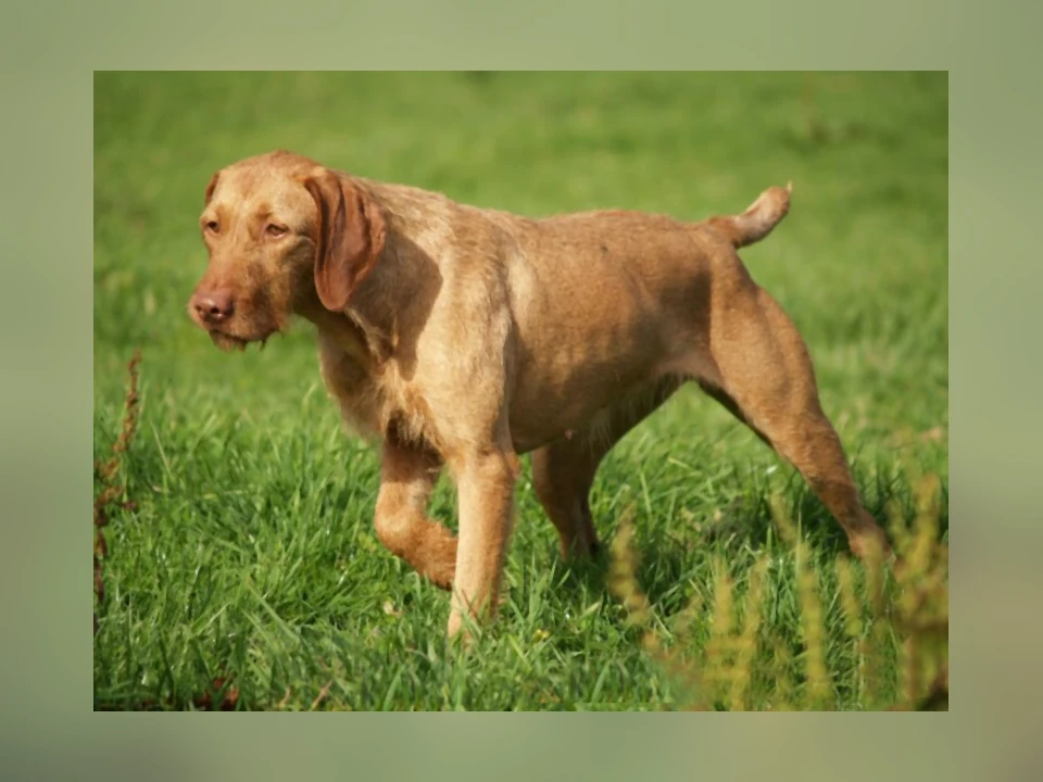 Wirehaired Vizsla dog in a natural setting