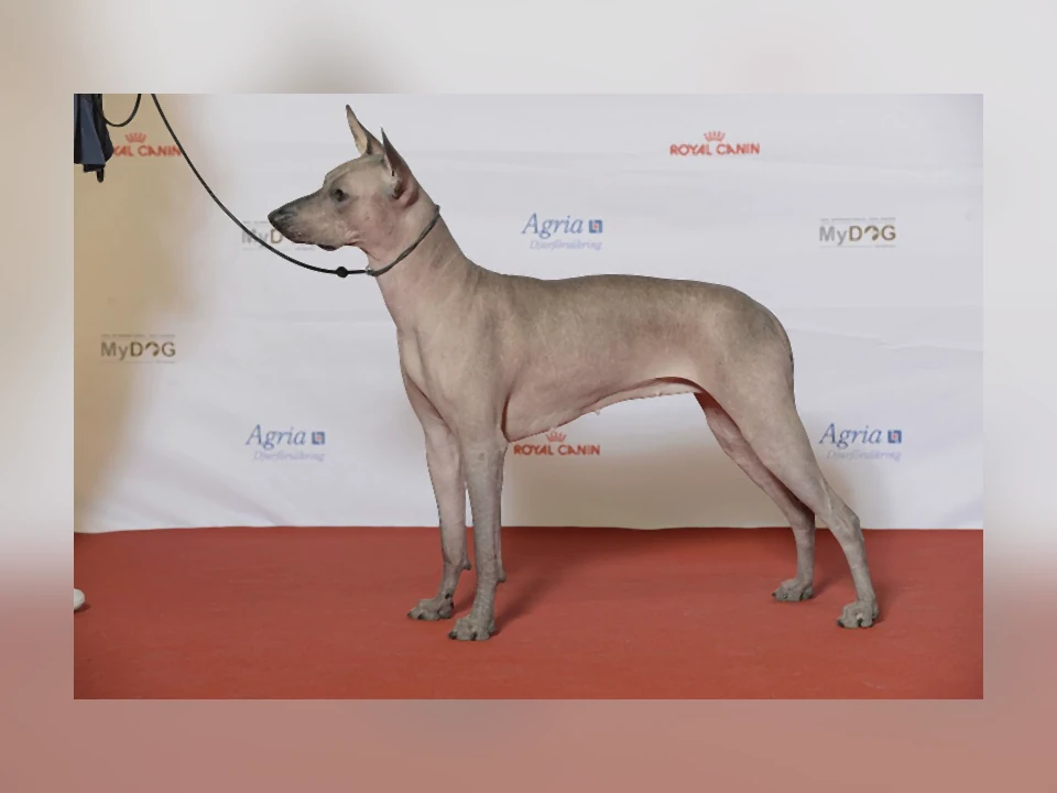 Xoloitzcuintli dog in a natural setting