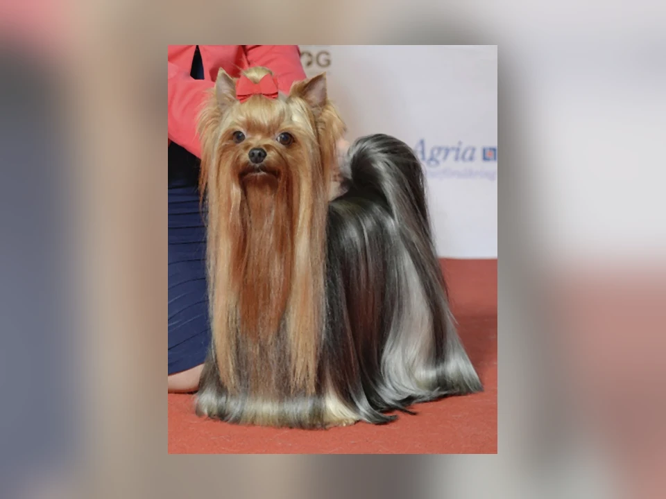 Yorkshire Terrier dog in a natural setting